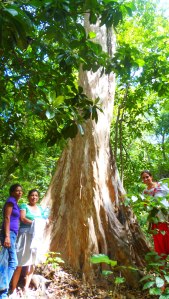 Posando frente a gran un gran ejemplar de árbol conocido como Guayabo de Monte 